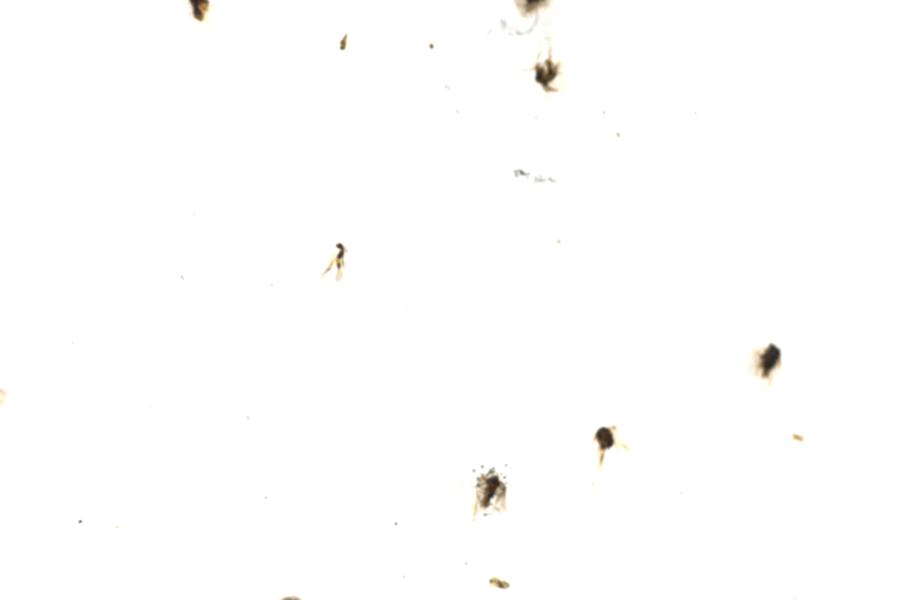 Image 80